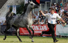 DNI KONIA ARABSKIEGO 2014 / Janów Podlaski, 15-17 sierpnia